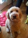 Sadie Bear-2 -Smaller.jpg