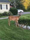 deer.2017.jpg