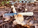 Stinkhorn Mushroom.jpg