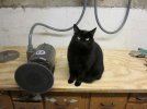helper_cat_disc_sander.jpg