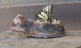 Butterfly004_zpsf5338e67.jpg