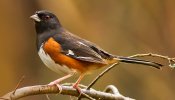 700x400-bird-towhee-eastern-wbu5362.jpg