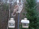 DSCF3785 BARRED OWL BIRDFEEDERS 650 MED.jpg