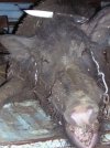 boar 6-21-11 012.jpg