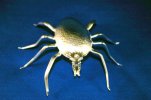 spoon critters 012.jpg