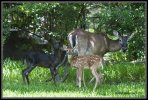 Black.deer.2-attachment.jpg