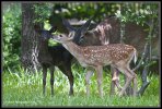 Black.deer.3-attachment.jpg