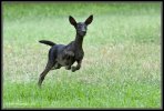 Black.Deer1-attachment.jpg