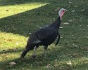 IMG_3451.jpeg