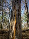 Northwoods - 1.jpeg