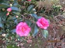 IMG_6017ed.jpg