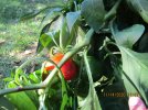 IMG_6020ed.jpg