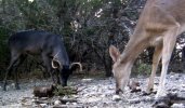 melanistic-deer-picture-002.jpg