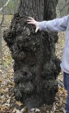 burl.jpg