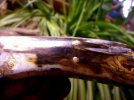 mam tooth3 1111.jpg
