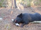 Hog 6.jpg