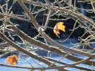 DSCF3869 FROST MAPLE LEAVES 650 MED.jpg