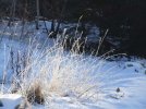 DSCF3874 FROST WEEDS 650 MED.jpg