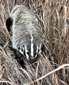 resized badger good image.jpg