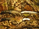 knife lot 2.jpg