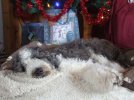 DSCF3905 DAISY NAPS 650 MED.jpg DSCF3905 DAISY NAPS 650 MED.jpg