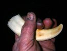 pig tusks 5in 2 1111.jpg
