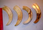 pig tusks 6in 1111.jpg