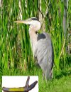 heron.with.fishknife.jpg