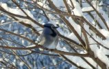 DSCF3969 BLUE JAY FLUFFS IN COLD 650 MED.jpg