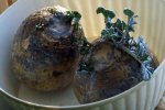 DSCF3977 TURNIP SPROUTS 650 MED.jpg