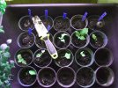DSCF3979 PLANTINGS COLEUS THUNBEERRGIA 650 MED.jpg