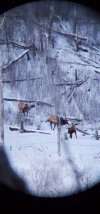3 elk.jpg