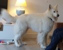 dog.jpg