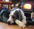 DSCF4040 DAISY NAPS WOODBURNER WARM WIDE 650 MED.jpg
