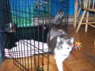 Ella leaves crate.smaller.jpg