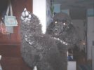 Dancing Dog.jpg