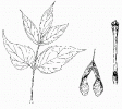 BoxElder.gif