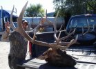 Elk2.jpg