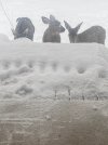 Deer1.jpg