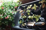 DSCF4102 COLEUS CUTTINGS RED H OT CATTAILS 650 MED.jpg