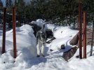 DSCF4111 DAISY WOODPILE SNOW 650 MED (1).jpg