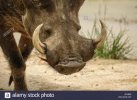 Warthog pic.jpg