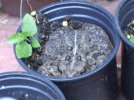 DSCF4441 LUMPY 4 INCH POT 650 MED.jpg