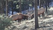 BackyardBulls1-6-12.jpg