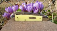 ez49.mark.closed.onback.crocuses.jpg