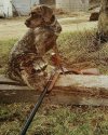 YoungBert and raccoon07_.jpg YoungBert and raccoon07_.jpg