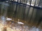 SWANS ON RIVER 650 MED 0322211300-01.jpg