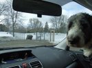 DSCF4125 DAISY IN VEHICLE AT THREE AMIGOS DOG PARK 650 MED.jpg