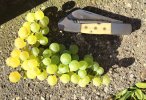 Charolais_raisin.jpg