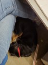 Resized Sadie.jpeg